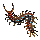 centipede