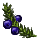 herbs/crowberry