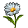 herbs/daisy
