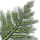 herbs/fern