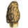 herbs/morel