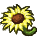 herbs/sunnysunflower