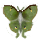 mothluna