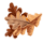 oakduff