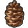 pinecone