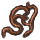spruceroots